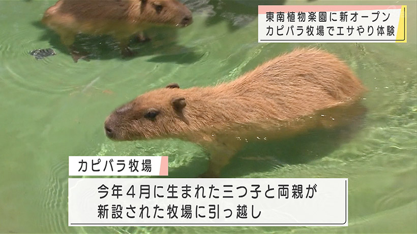 東南植物楽園にカピバラ牧場オープン