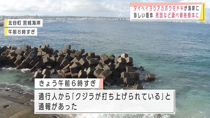 珍しいクジラ 北谷の海岸に打ち上げられる