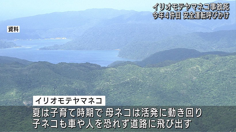 イリオモテヤマネコ交通事故死 今年4件目