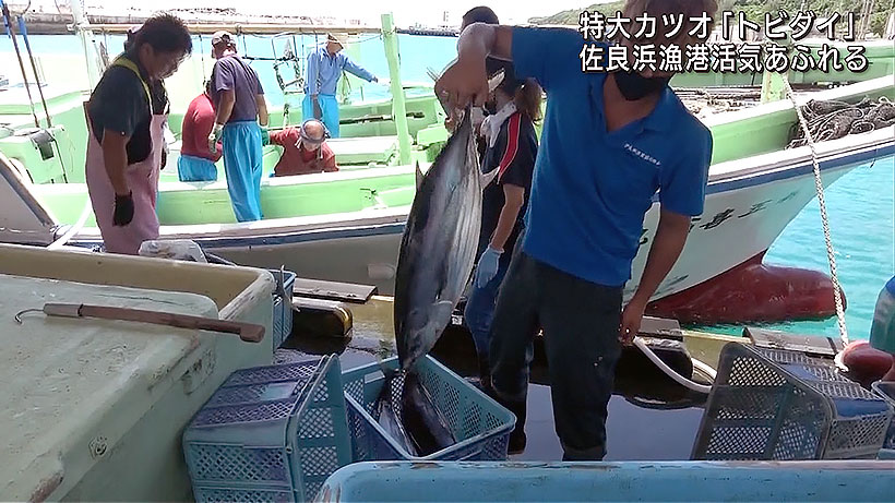 佐良浜漁港 カツオ1本釣り