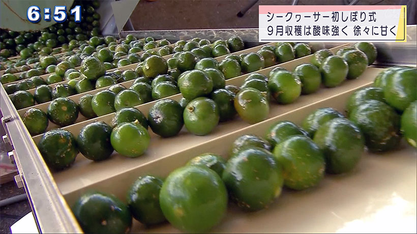 本部町シークヮーサー果汁初しぼり式