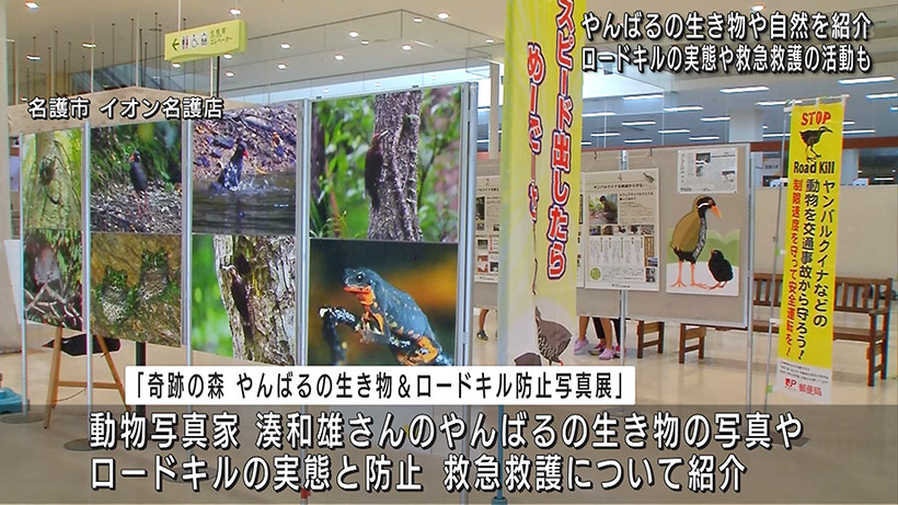 奇跡の森 やんばるの生き物＆ロードキル防止写真展