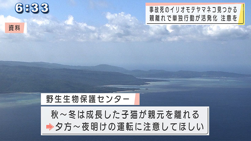 イリオモテヤマネコが事故で死ぬ 今年5件目