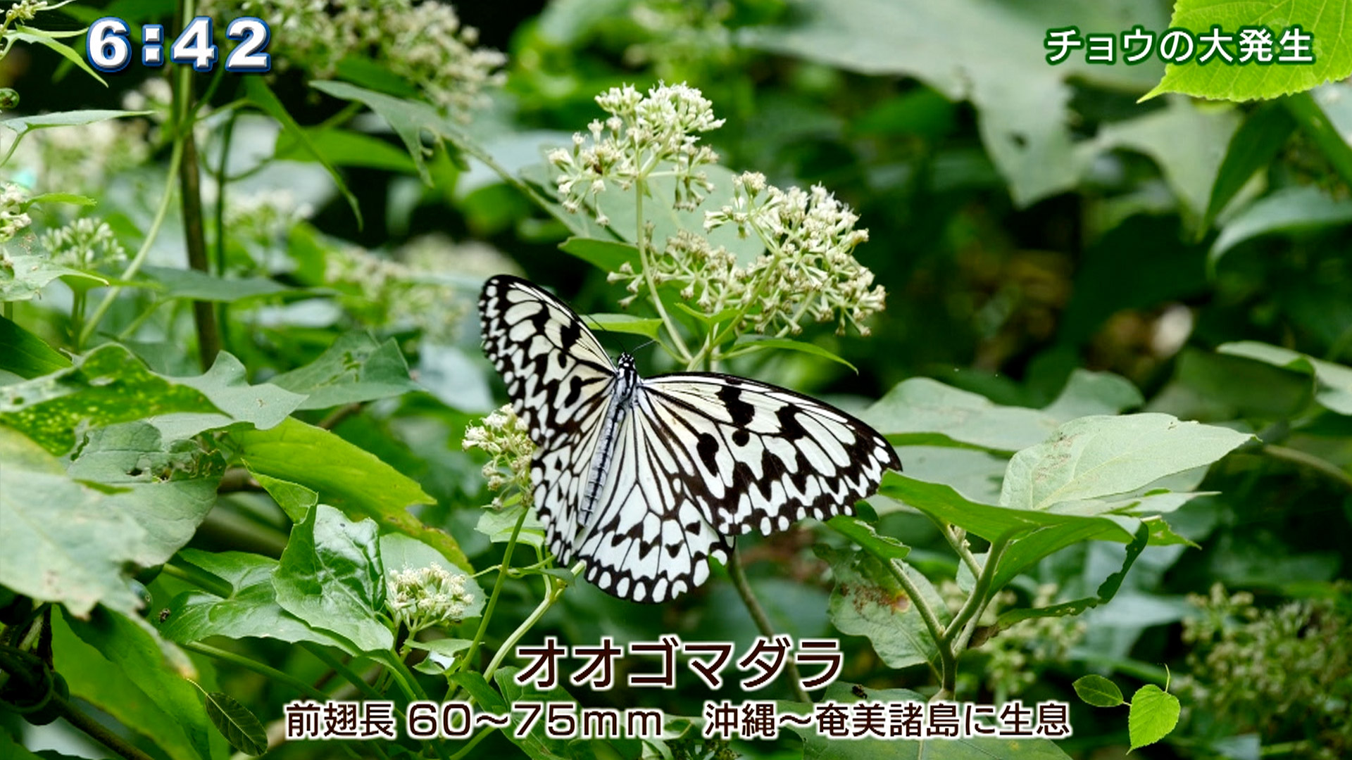 リュウキュウの自然 チョウの大発生