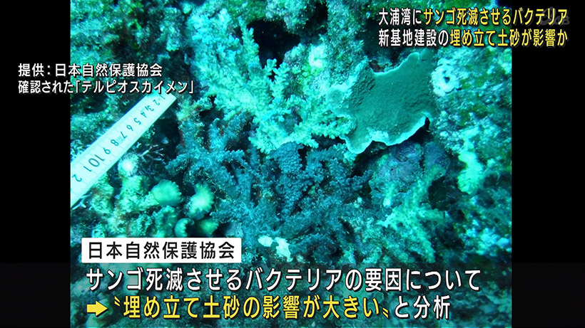 大浦湾にサンゴ死滅させるバクテリア 埋め立て土砂の影響か
