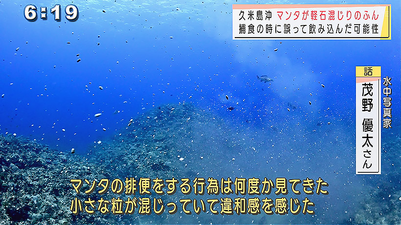 マンタが軽石混じりのふんを放出 捕食の時に飲み込んだ可能性