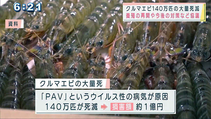 宮古島で養殖クルマエビが全滅 養殖再開など県と協議