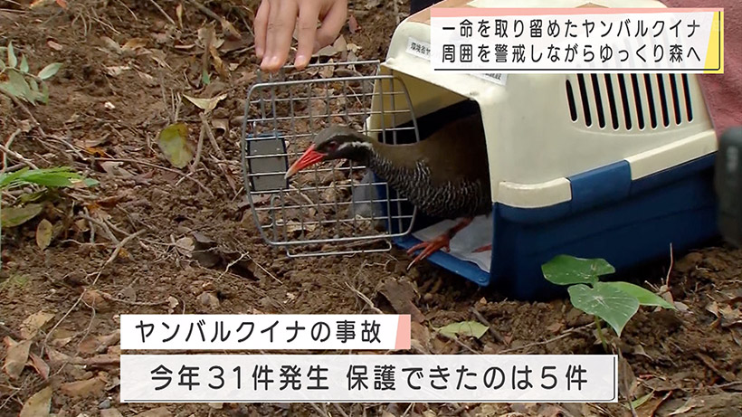 ヤンバルクイナ救護個体放鳥