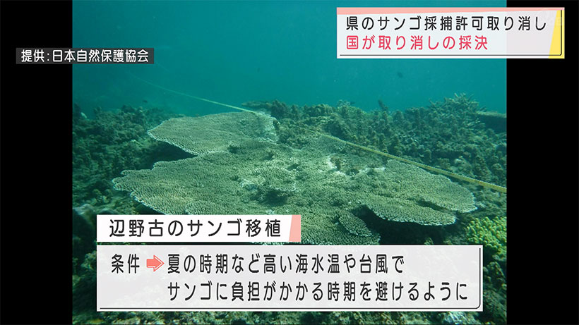 県のサンゴ採捕許可取り消しを国が取り消し