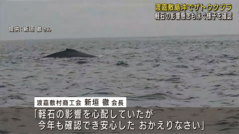ザトウクジラが渡嘉敷島沖で遊泳