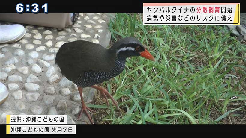 沖縄こどもの国でヤンバルクイナの分散飼育開始