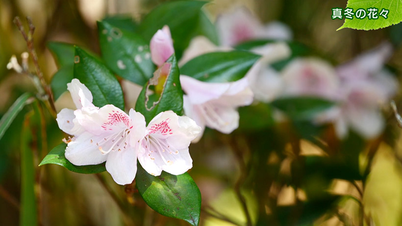 リュウキュウの自然 真冬の花々