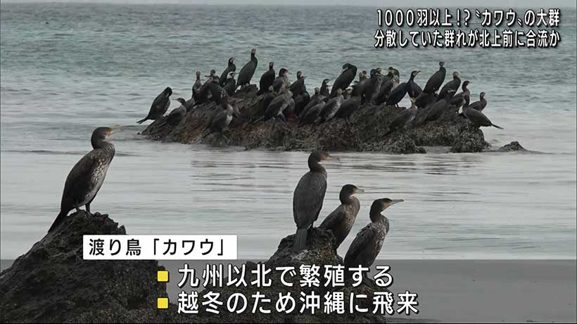 恩納村の海　渡り鳥「カワウ」の群れ