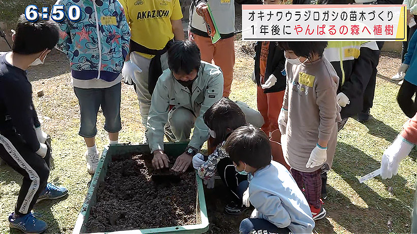 オキナワウラジロガシの苗木づくり体験