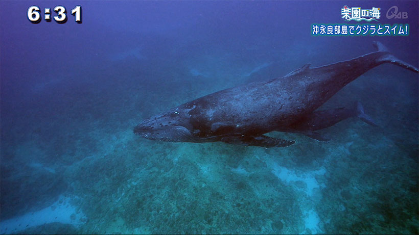 楽園の海 沖永良部島でクジラとスイム！