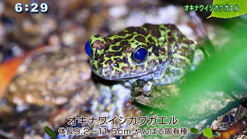 リュウキュウの自然 オキナワイシカワガエル