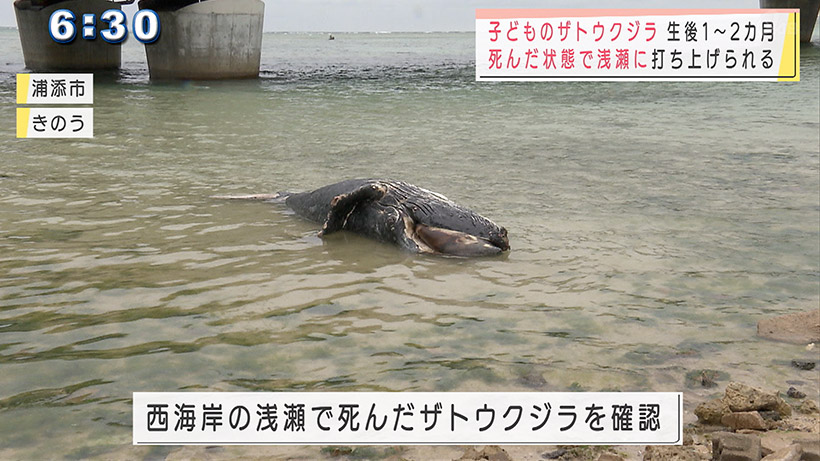 浦添西海岸に死んだザトウクジラが漂着