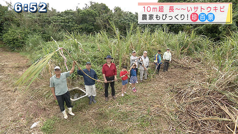 ナニコレ！？10m超長～～いサトウキビ