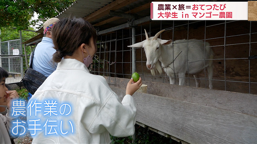 農家と学生つなぐ「おてつたび」