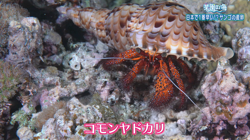 楽園の海 日本で1番早い!? サンゴの産卵