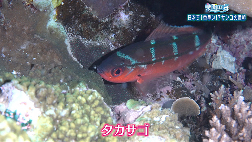 楽園の海 日本で1番早い!? サンゴの産卵
