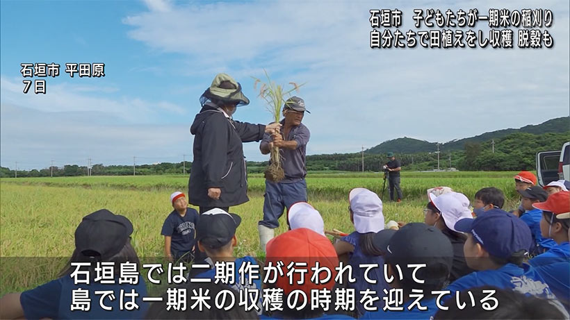 石垣島で子どもたちが稲刈り