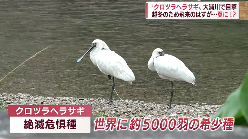 冬の渡り鳥を夏に目撃 名護・大浦川に2羽の「クロツラヘラサギ」