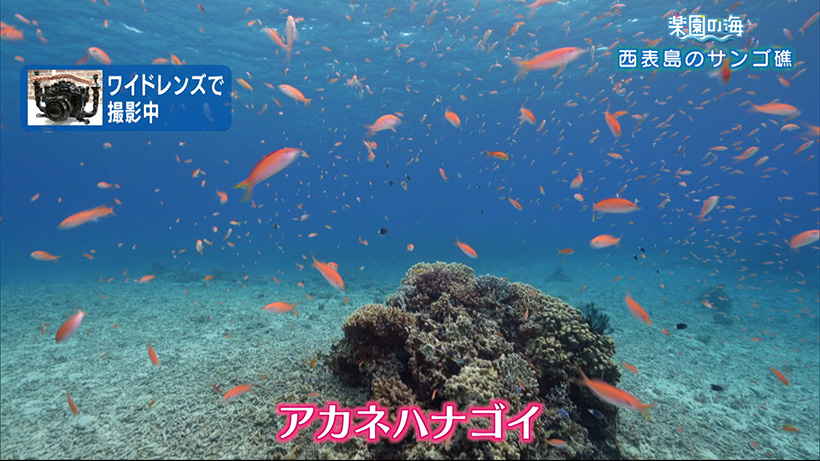 楽園の海 西表島のサンゴ礁