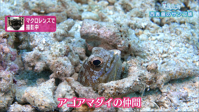 楽園の海 西表島のサンゴ礁