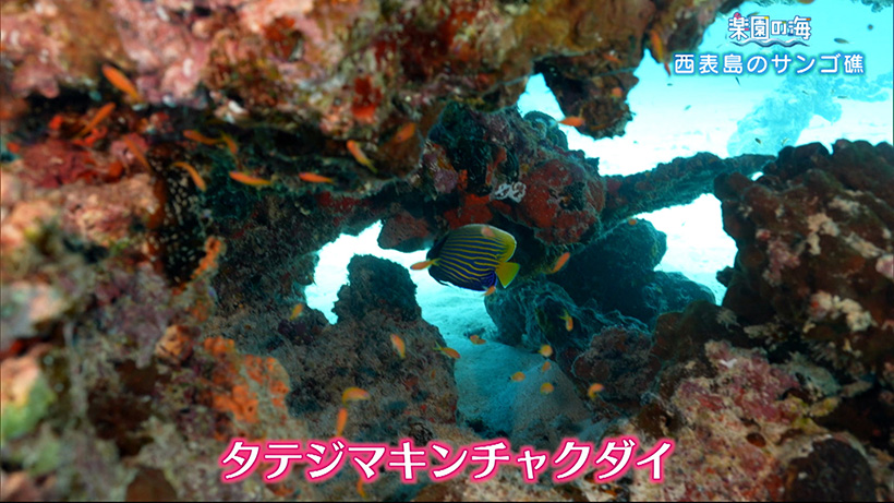 楽園の海 西表島のサンゴ礁