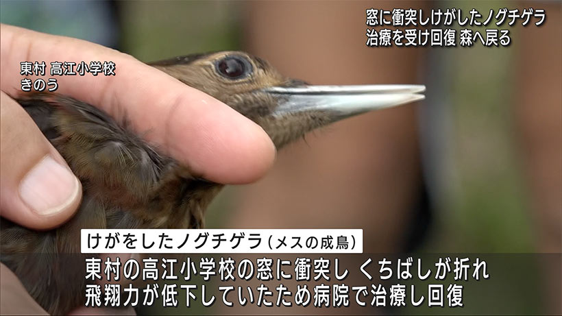 回復したノグチゲラを森へ放鳥