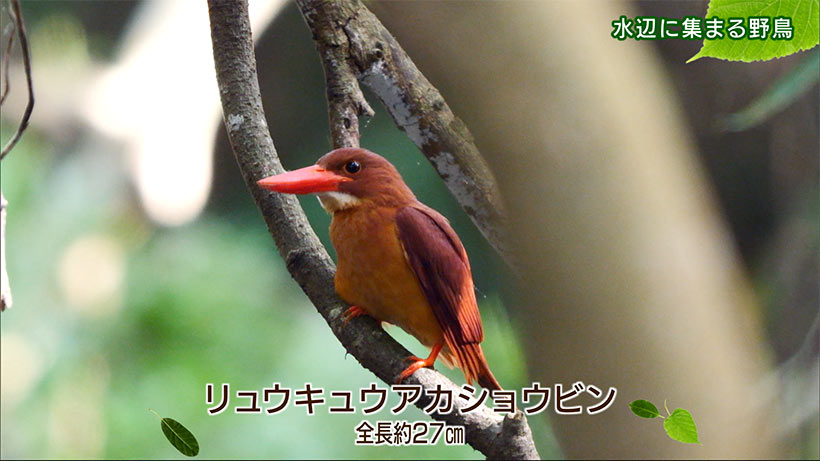 リュウキュウの自然　水辺の野鳥たち