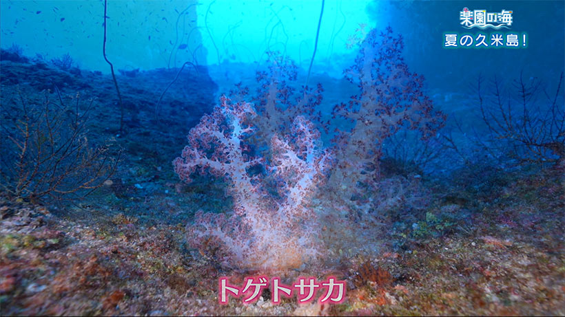 楽園の海～夏の久米島！