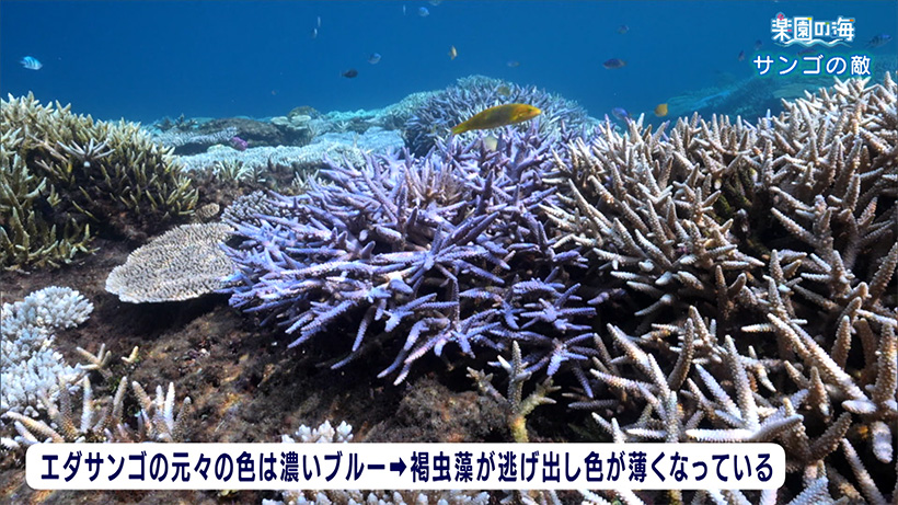 楽園の海　サンゴの敵