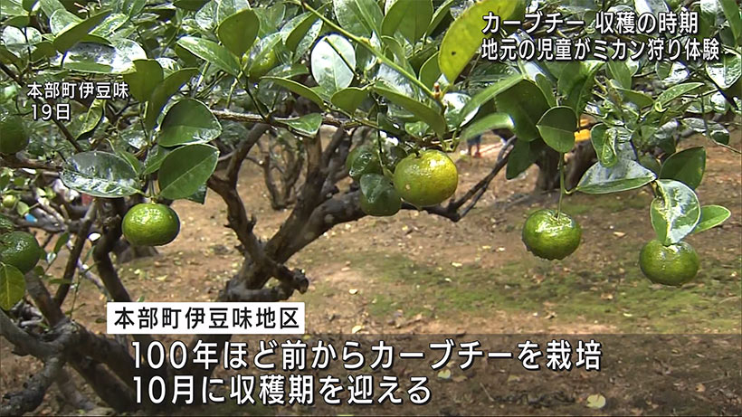 本部町で子どもたちがみかん狩り