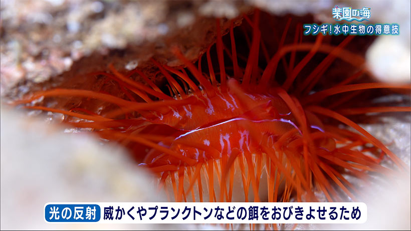 楽園の海　フシギ！水中生物の得意技