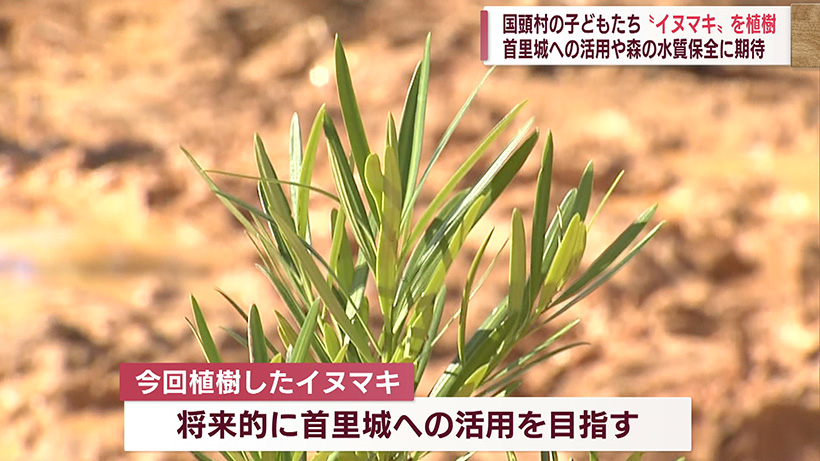 国頭村で「イヌマキ」を植樹 将来的に首里城への活用を目指す