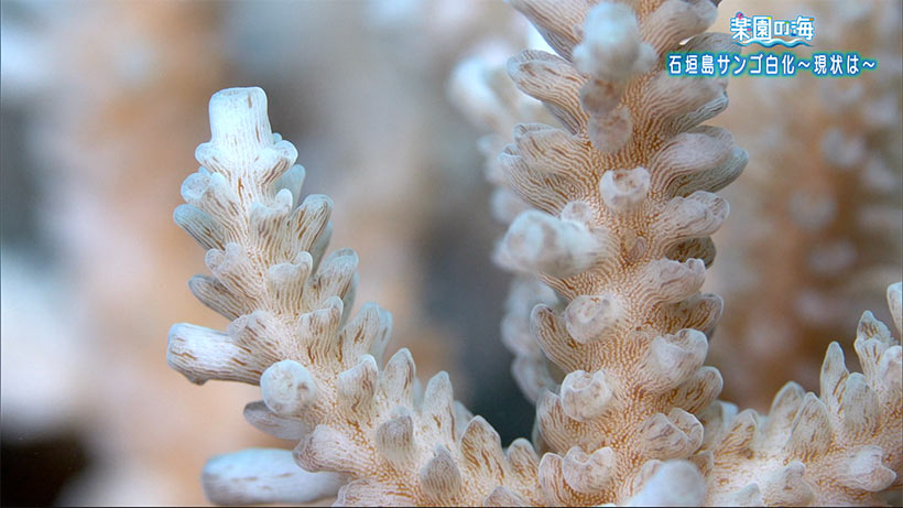楽園の海石垣島サンゴの白化現象～その後の様子～
