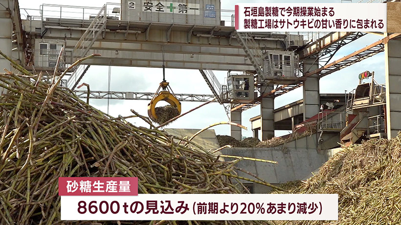 石垣島製糖で今期操業が開始スタート