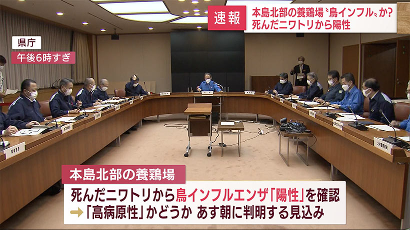 速報　本島北部の養鶏場で鳥インフルエンザ　死んだニワトリから「陽性」