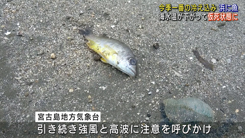 宮古島に強い寒波　魚が浜に打ち上げられる