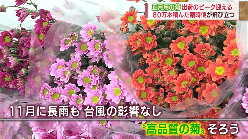 沖縄で正月用の菊が出荷のピーク 臨時便で全国に届ける