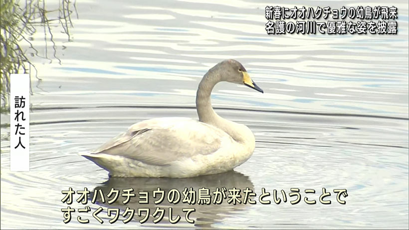 北部にオオハクチョウが飛来