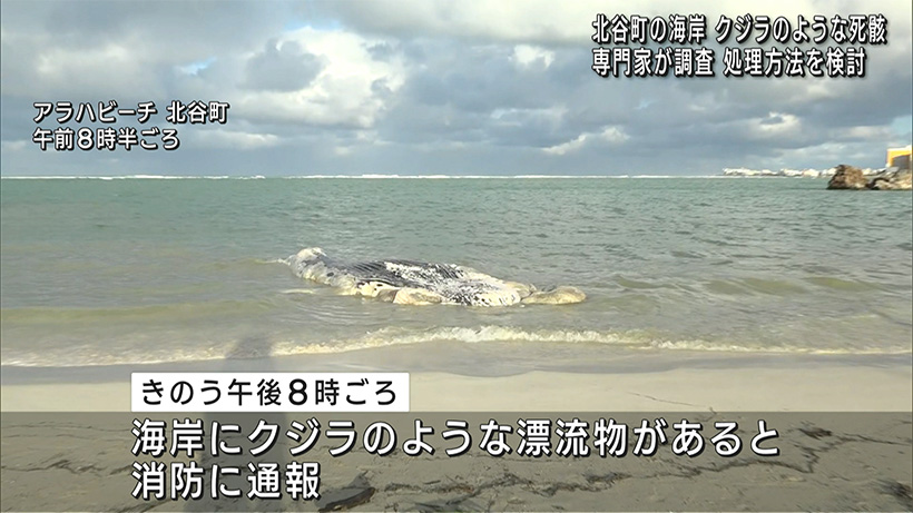 北谷町の海岸にクジラらしき死がいが流れ着く