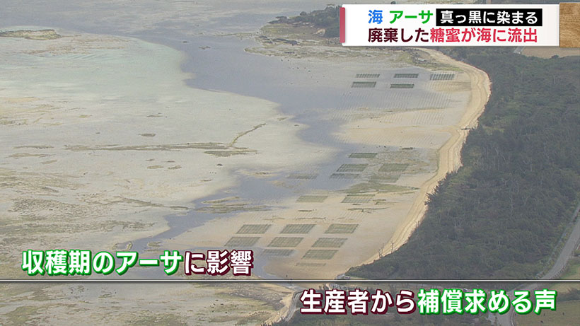 伊是名島 製糖工場で廃棄した糖蜜が大量に海に漏れ出る 収穫最盛期のアーサに打撃