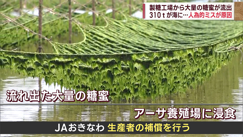 310tが海に…伊是名島の製糖工場で糖蜜流出　人為的ミスが原因