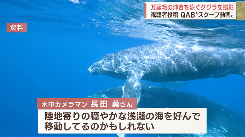 万座毛の沖でクジラが遊泳