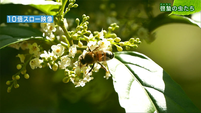 リュウキュウの自然_啓蟄の虫たち