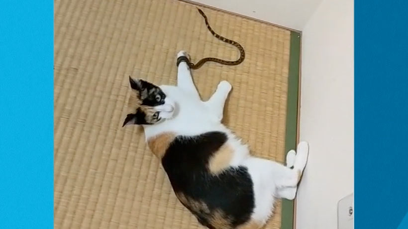 飼い猫が連れ来たお友達は…