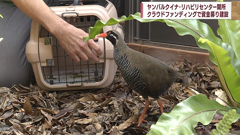 けがしたヤンバルクイナのリハビリ施設が完成